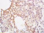 Glucokinase regulatory protein Antibody in Immunohistochemistry (Paraffin) (IHC (P))