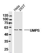 UMPS Antibody in Western Blot (WB)