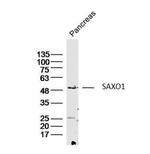 SAXO1 Antibody in Western Blot (WB)