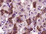 RNF128 Antibody in Immunohistochemistry (Paraffin) (IHC (P))