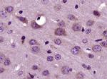 RNF128 Antibody in Immunohistochemistry (Paraffin) (IHC (P))