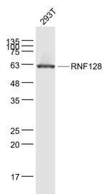 RNF128 Antibody in Western Blot (WB)