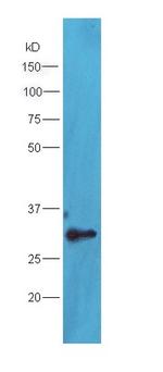 TXNDC9 Antibody in Western Blot (WB)