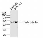 Beta tubulin Antibody in Western Blot (WB)