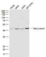 Beta tubulin Antibody in Western Blot (WB)