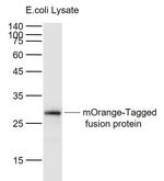 mOrange-Tag Antibody in Western Blot (WB)