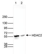 HDAC2 Antibody in Western Blot (WB)