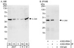 c-Jun Antibody in Western Blot (WB)