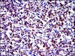 c-Jun Antibody in Immunohistochemistry (Paraffin) (IHC (P))