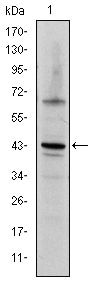 c-Jun Antibody in Western Blot (WB)