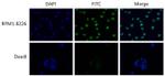 c-MAF Antibody in Immunocytochemistry (ICC/IF)