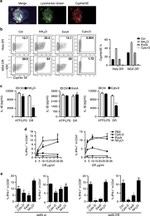 CD8 Antibody in Flow Cytometry (Flow)