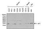 eIF1 Antibody in Western Blot (WB)