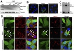 Bax Antibody in Immunohistochemistry (IHC)