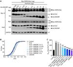 SERCA2 ATPase Antibody in Western Blot (WB)