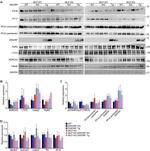 SERCA2 ATPase Antibody in Western Blot (WB)