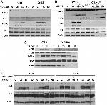 Phospho-JNK1/JNK2 (Thr183, Tyr185) Antibody in Western Blot (WB)