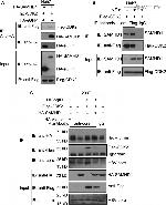 DYKDDDDK Tag Antibody in Western Blot (WB)