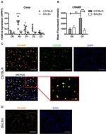 CD326 (EpCAM) Antibody in Immunohistochemistry (IHC)