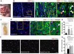 Ki-67 Antibody in Immunocytochemistry (ICC/IF)