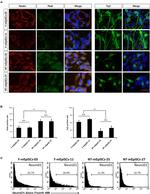 Nestin Antibody in Immunocytochemistry (ICC/IF)