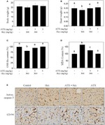 CD34 Antibody in Immunohistochemistry (IHC)