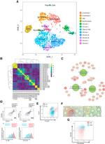 CD74 Antibody in Flow Cytometry (Flow)