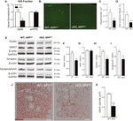 Synapsin 1 Antibody in Western Blot (WB)