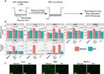 MCP-1 Antibody in Immunocytochemistry (ICC/IF)