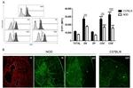 S1P1 Antibody in Immunohistochemistry, Flow Cytometry (IHC, Flow)