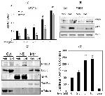 NFATC1 Antibody in Western Blot (WB)