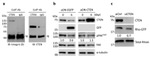 Phospho-FAK (Tyr397) Antibody in Western Blot (WB)