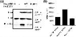 EMX1 Antibody in Western Blot (WB)