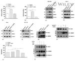 JNK1 Antibody in Western Blot (WB)