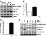 Phospho-EGFR (Tyr1068) Antibody in Western Blot (WB)