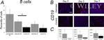 CD19 Antibody in Flow Cytometry (Flow)