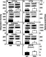 PPAR alpha Antibody in Western Blot (WB)