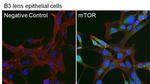 mTOR Antibody in Immunocytochemistry (ICC/IF)