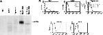 MICA/B Antibody in Western Blot (WB)