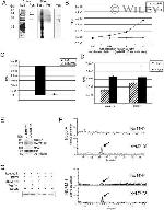 Nogo-A Antibody in Western Blot (WB)