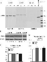 CaMKII alpha Antibody in Western Blot (WB)