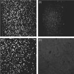 CBP Antibody in Immunohistochemistry (IHC)