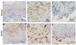 Nrf2 Antibody in Immunohistochemistry (IHC)