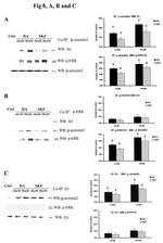 beta-Arrestin 2 Antibody in Immunoprecipitation (IP)