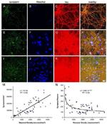 Synapsin 1 Antibody in Immunocytochemistry (ICC/IF)