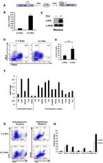 CD140a (PDGFRA) Antibody