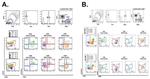 CD28 Antibody in Flow Cytometry (Flow)