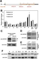 Actin Antibody in Western Blot (WB)