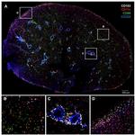 CD11c Antibody in Immunohistochemistry (IHC)