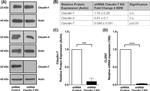 Claudin 7 Antibody in Western Blot (WB)